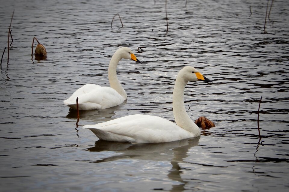 Winter messenger wild birds wild animal