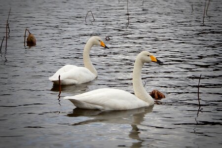 Winter messenger wild birds wild animal