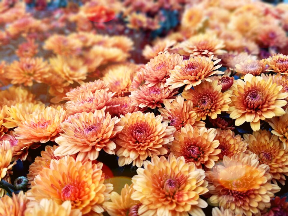 Flower yellow chrysanthemum