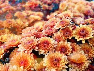 Flower yellow chrysanthemum