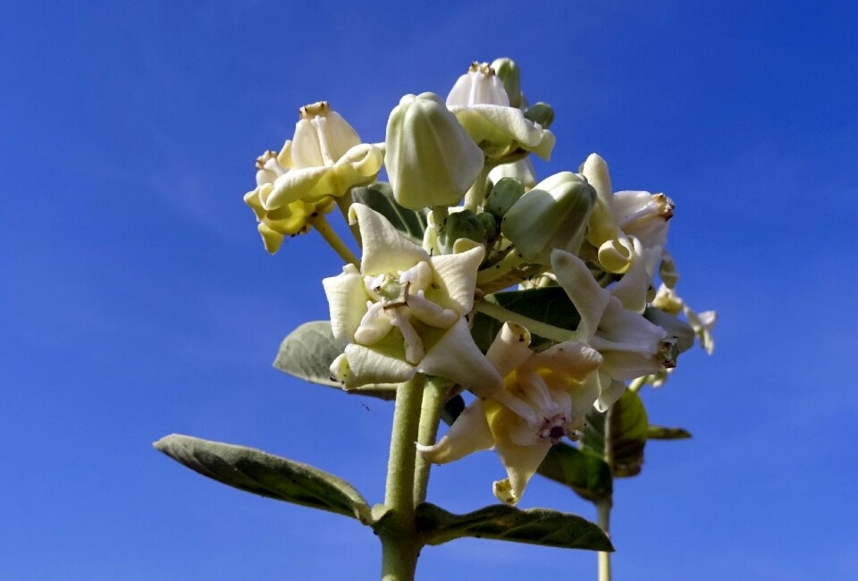 Aank ark calotropis gigantea