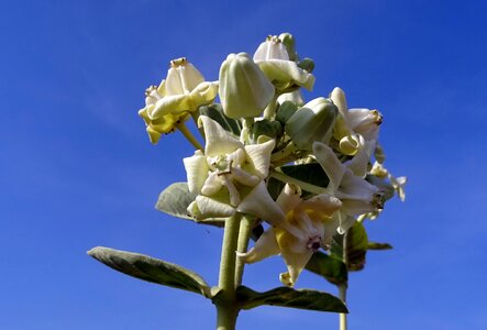 Aank ark calotropis gigantea