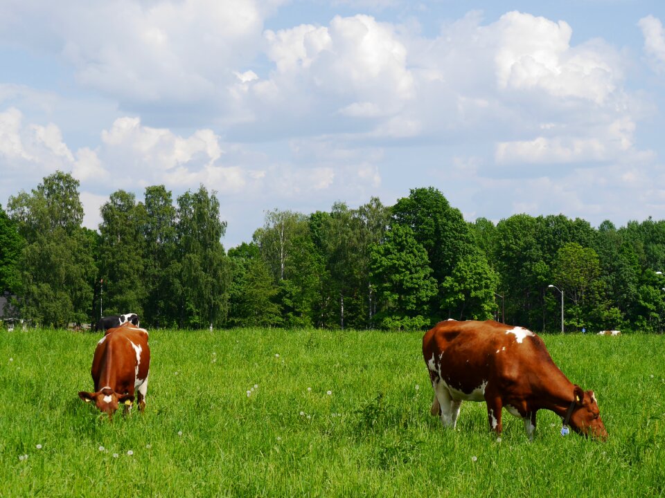 Cows eat summer