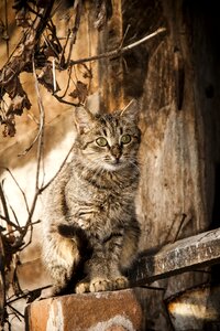 Village kitten on the roof photo