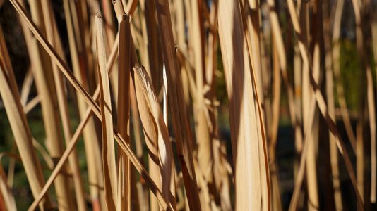 Background leaves nature