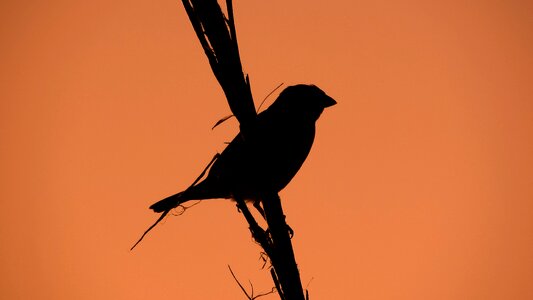 Evening bird shadows photo