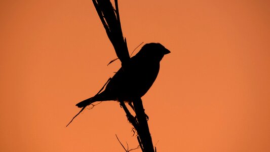Evening bird shadows