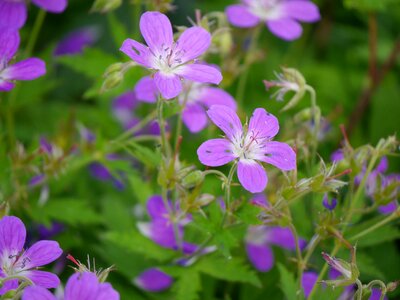 Flowers norway forest
