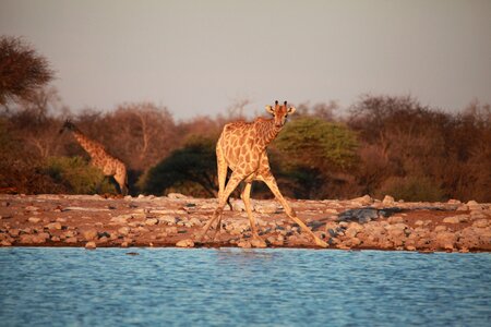 Nature bush namibia