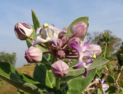 Aank ark calotropis gigantea