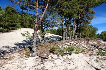 Trees coniferous tree landscape photo