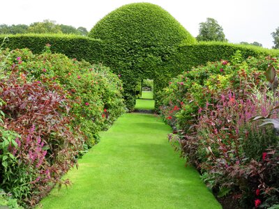 Hedge shape summer