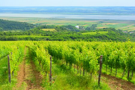 Grapes viticultural hill photo