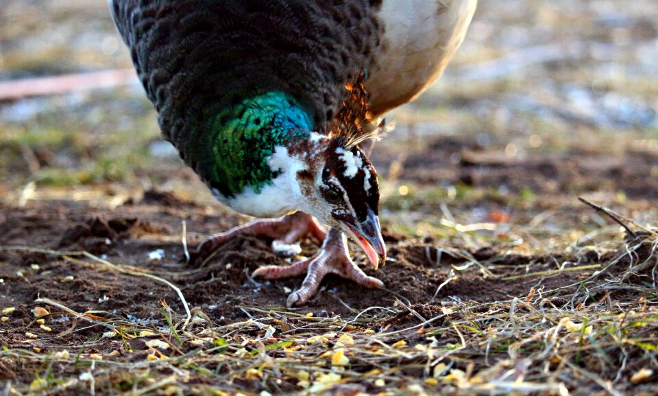 Poultry hen peacock hen