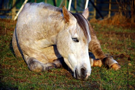 Pasture lying horse mold photo