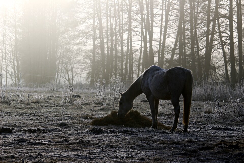Morgenstimmung hay feeding