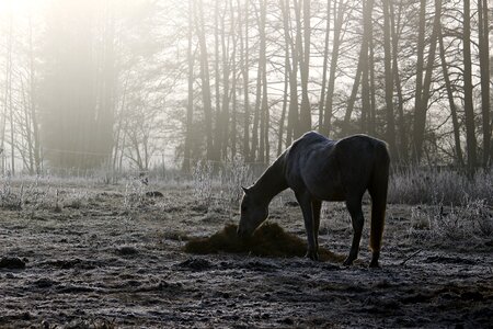 Morgenstimmung hay feeding photo