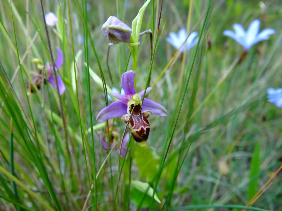 Plant nature lawn