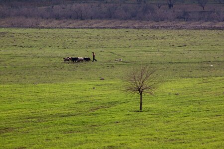Sheep tree grassland photo