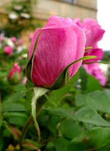 Pink rose bud