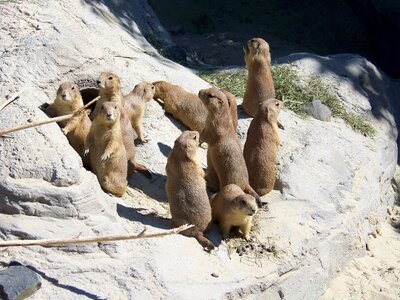 Mammal animal world animal