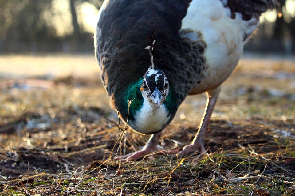 Peacock hen poultry animal