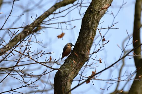 Bird log songbird
