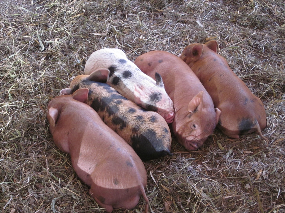 Puppies cuteness farm