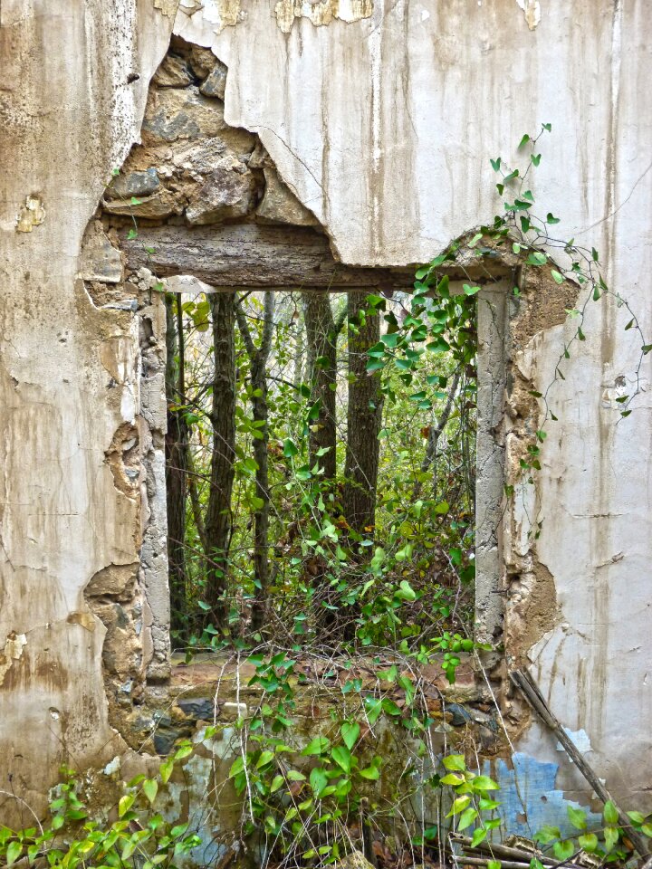 Vines abandonment house abandoned