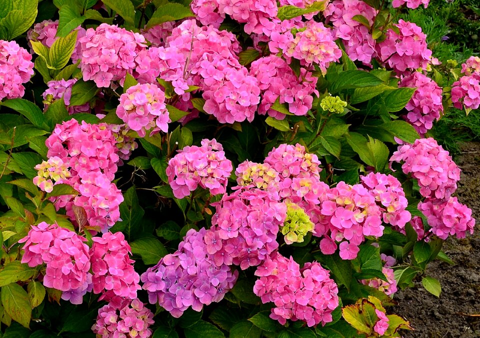 Close up flowers blossom