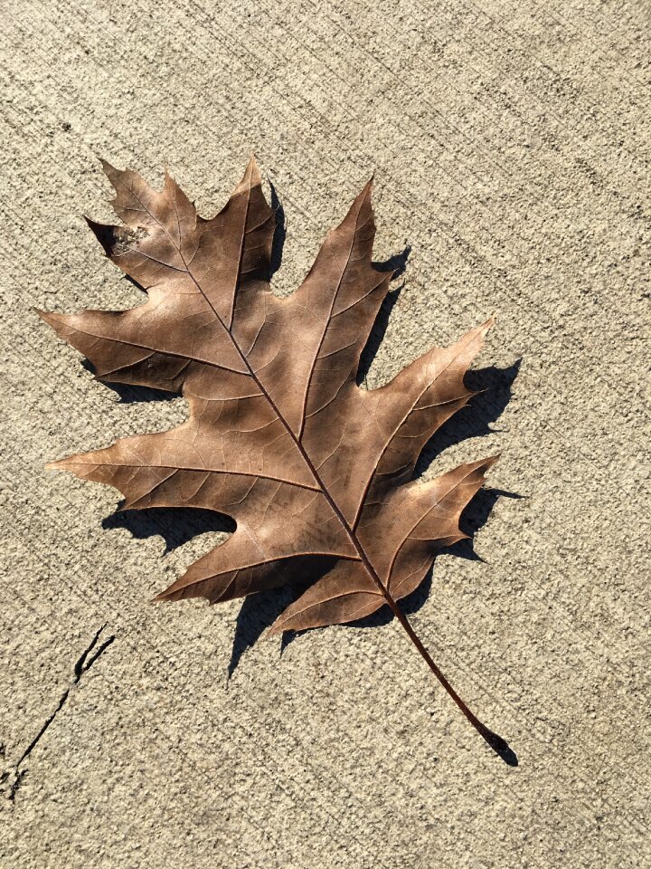 Autumn ground alone photo