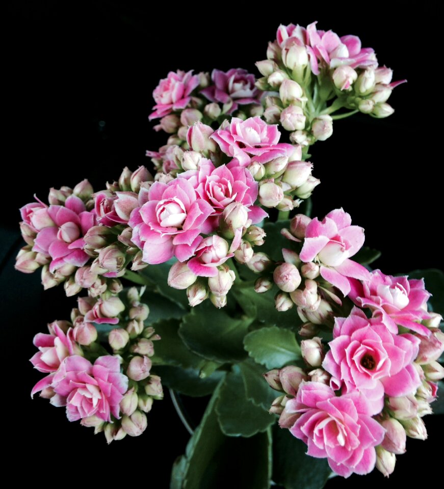 Ornate floral design garden