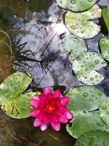 Aquatic plant nature pond