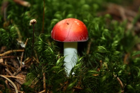 Nature fungi avar