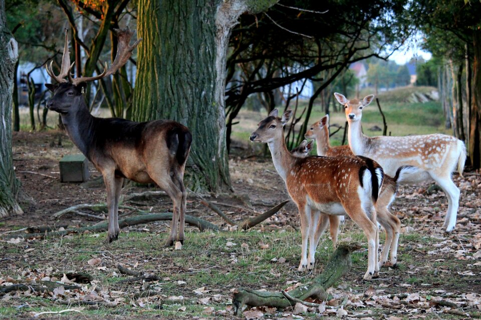 Forest nature roe deer