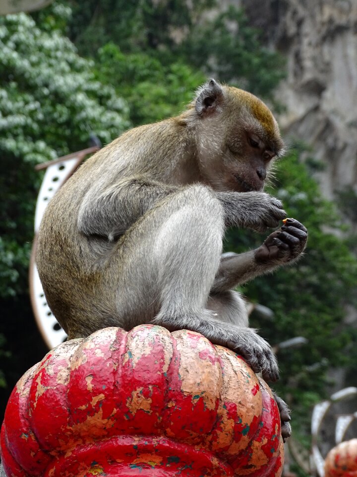 Batu caves the monkey animals