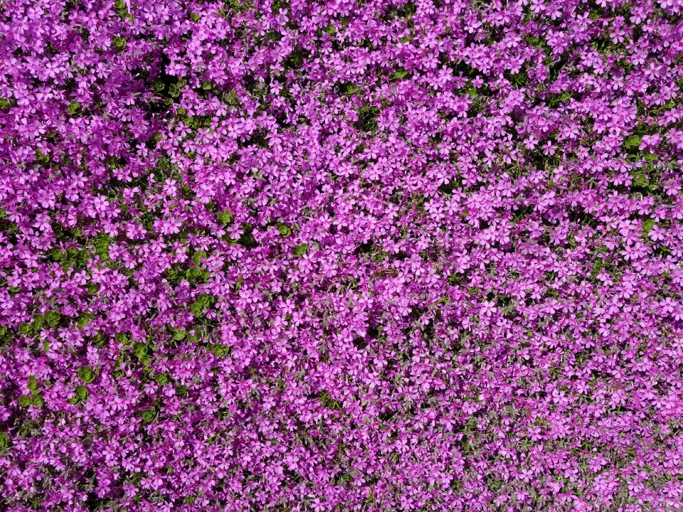 Stone garden violet carpet photo