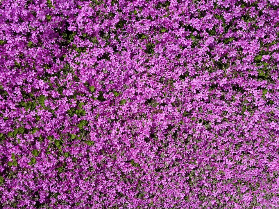 Stone garden violet carpet