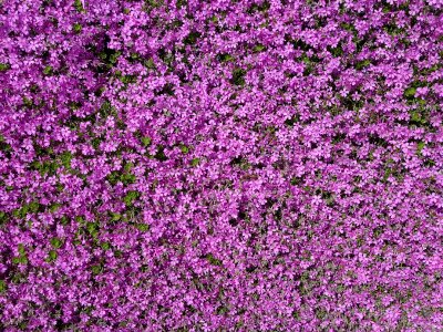 Stone garden violet carpet photo