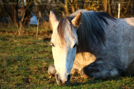 Thoroughbred arabian pasture lying horse