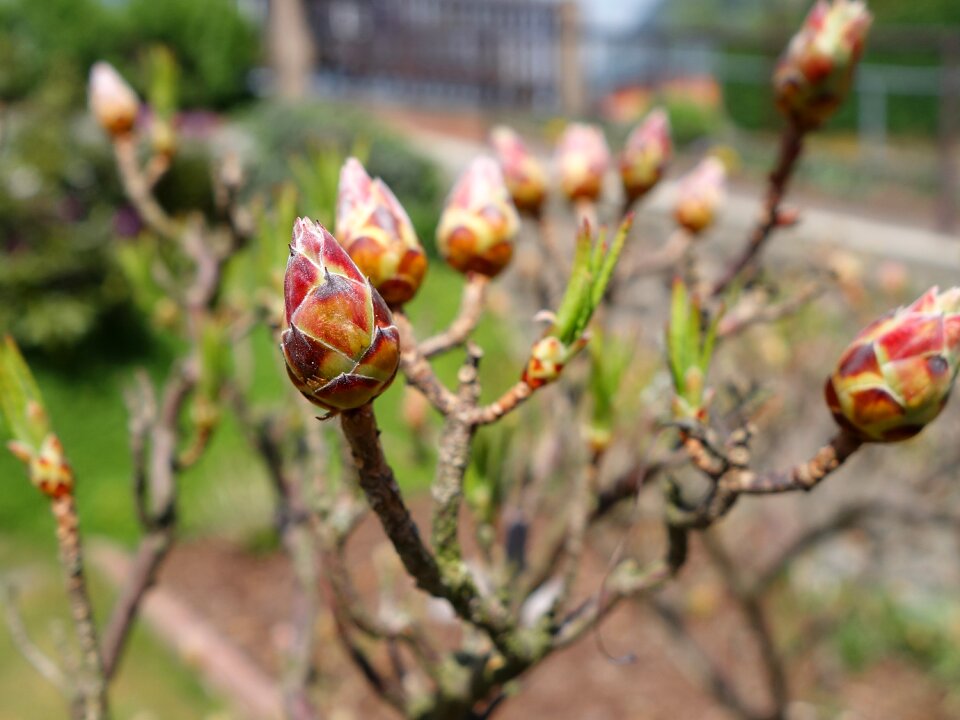 Spring flowers flowering shrub