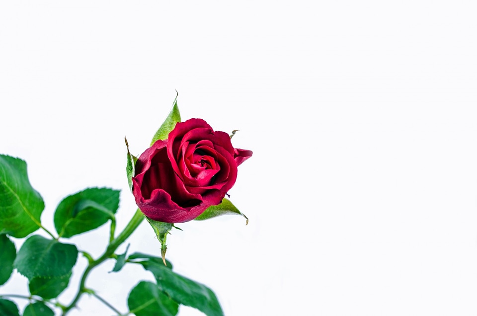 Valentine' day anniversary gift