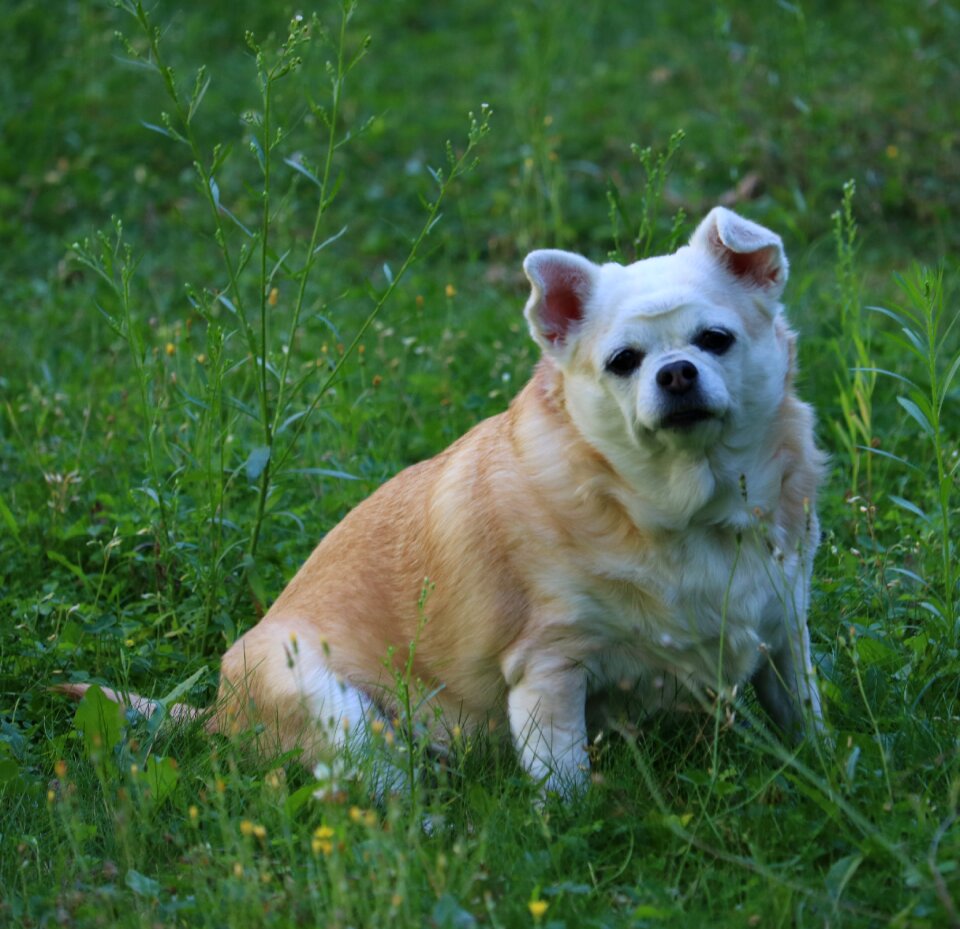 Animals pets green grass
