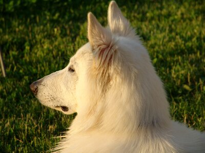 White shepherd swiss shepherd dog dog photo