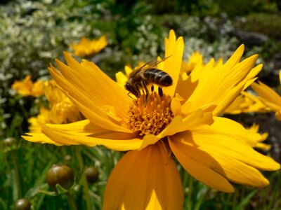 Insect flowers flower