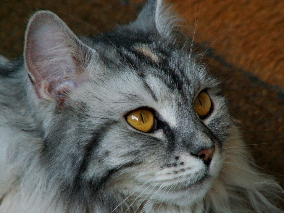 Cat face german longhaired pointer cat's eyes