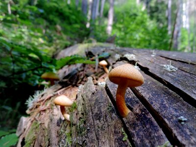 Forest undergrowth log photo