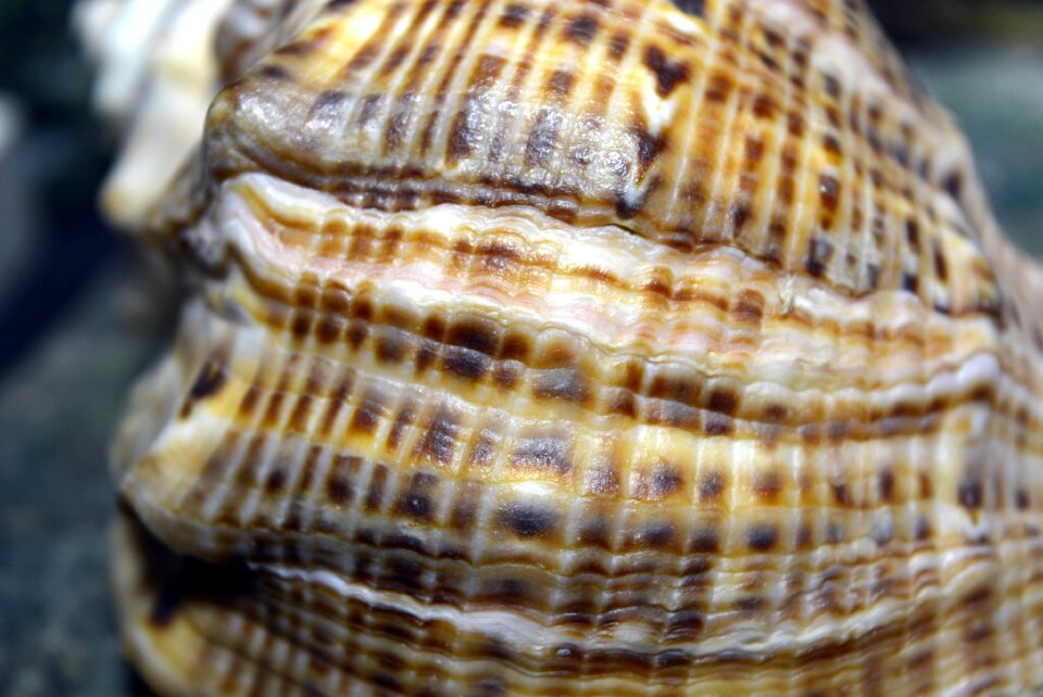 Marine nature closeup
