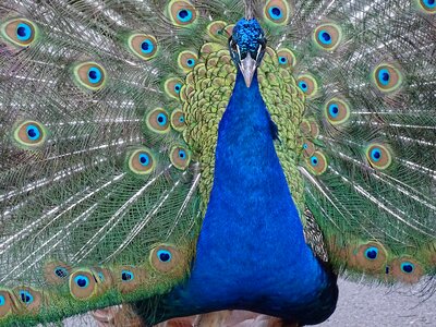 Bird tail blue feathers