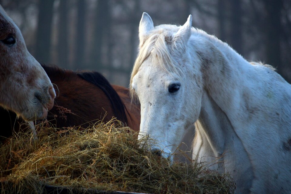 Hay thoroughbred arabian pasture